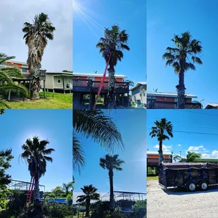 Palm Tree Trimming Aransas Pass Texas