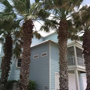 Palm Tree Trimming Port Aransas Texas