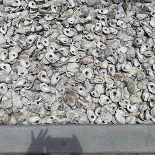 Oyster shells at the bottom of the Big Crab