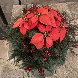 Poinsettia outside restaurant