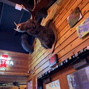 Wall moose
