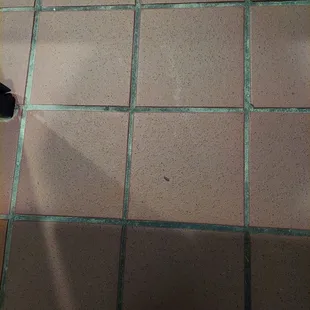 Bugs crawling on the rest room floor an trash.