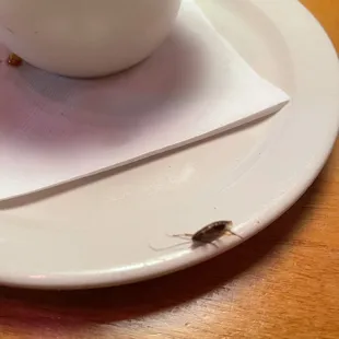 Cockroach on plate.