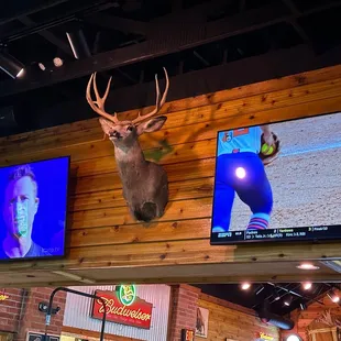 a deer head mounted on the wall
