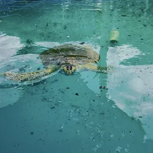 Green sea turtle recovering from a virus