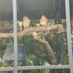 2 birds who have bonded as best friends!