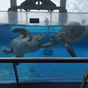 Turtle  slap