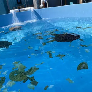 Rescued sea turtles eating their breakfast.