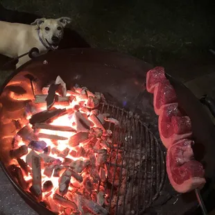 a dog standing next to a grill