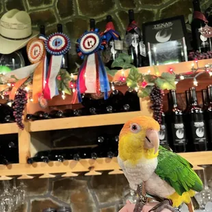 The staff wanted to show @pollothecaique the bar area, too bad he&apos;s too young for the tasting.