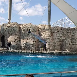 Dolphin show!
