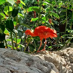 Caribbean section