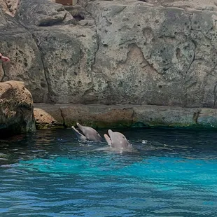 Dolphins