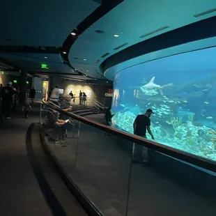 The aquarium