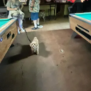 a dog tied to a pool table