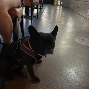 Not only is there a cat but a dog too! It's like a petting zoo bring your donkey!