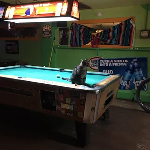 I think this must be his favorite spot.