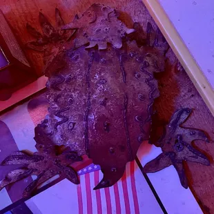 Horny toad