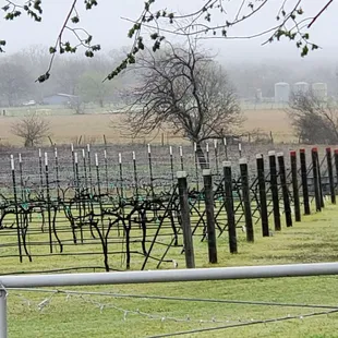 They grow two types of grapes, blanc du Bois and le Noir.