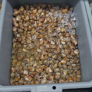 a display of yellow snails