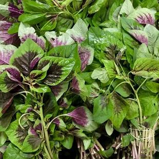 Beautiful fresh callaloo. Also known as Green Amaranth or Efotete. This vegetable is often used in African dishes and is similar to spinach.