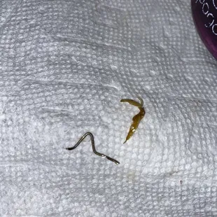 My son picked a staple out of his food. Fortunately, he caught it before he bit down.