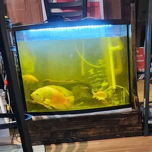 Big fish, small narrow tank, dirty water