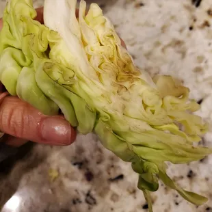 Old and moldy cabbage.