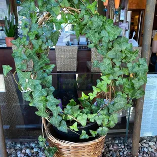 a plant in a wicker basket