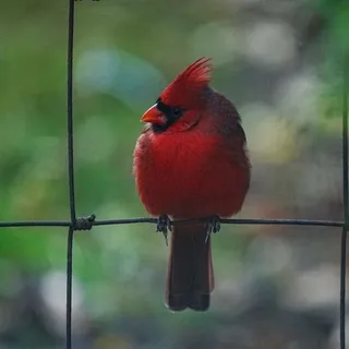 Howard S.