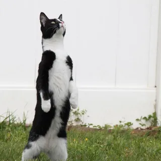 Patra K.