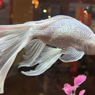 Gold Fish with a personality!