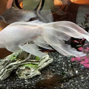 Fish tank population inside Thai Haven