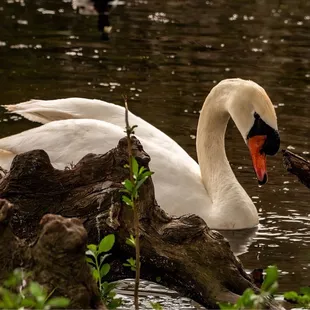 Swanning my way to dinner at Thai Mint...