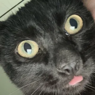 Kitty K.