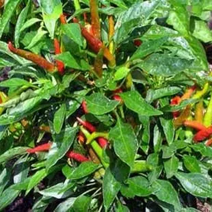 Thai Peppers