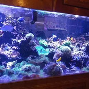 Kick ass salt water fish aquarium