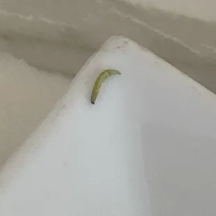 Nasty  worm in my brócoli beef, I almost ate it thinking it was a piece of brócoli.