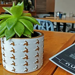 Succulent table decorations
