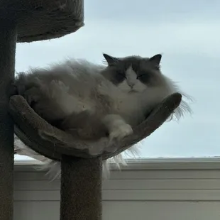 Fletcher, the big brother.