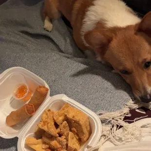 Spring rolls, tofu, and dog