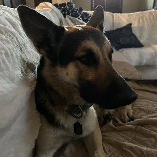 Gus T.