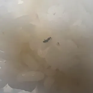 Bugs in rice