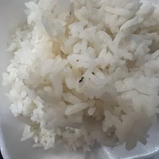Bugs in rice