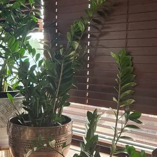 Plants around the to go area
