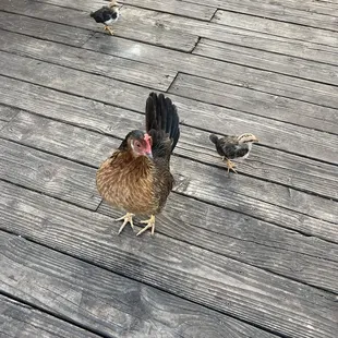 two chickens on a wooden deck