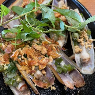 Razor clam