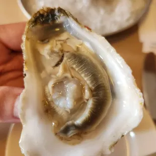Assateague oyster