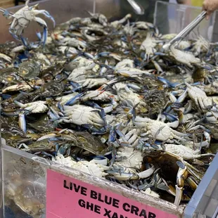 blue crabs in a bin