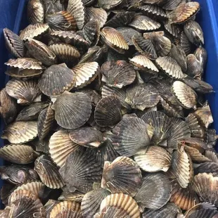 Live scallops. Limited time only